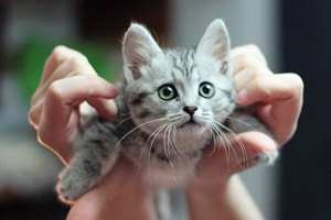 летящая кошка