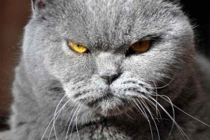 Британская короткошерстная кошка