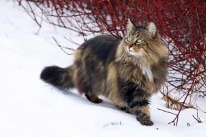 норвежская лесная кошка