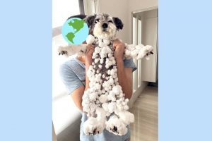 собака поиграла в снегу
