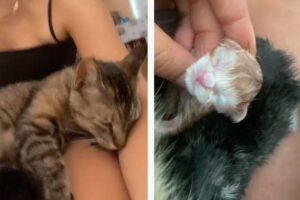 кошка родила котят на коленях