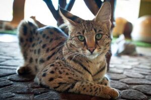 саванная кошка