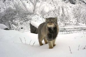 кот манул