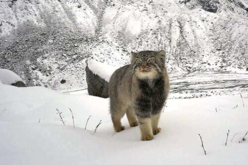 паласов кот