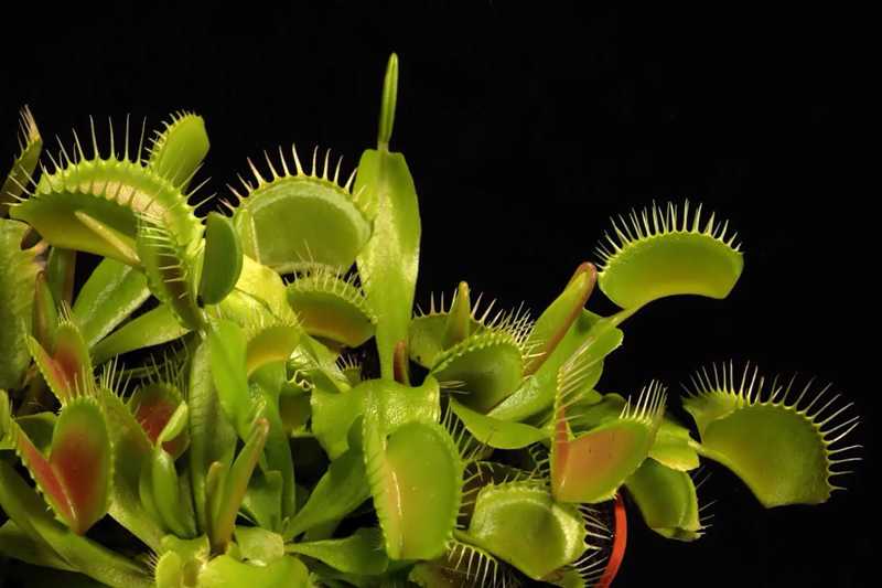 венерина мухоловка (Dionaea muscipula)